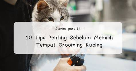 BokeP Indo Terbaru suspen permanen Tempat Grooming Kucing Tapping sustain panjang hari ini — sekarang juga image 1