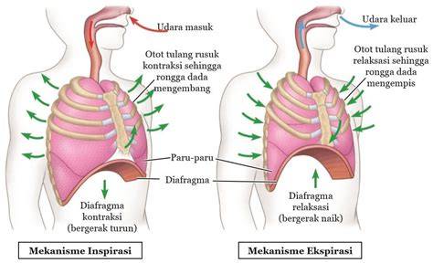 disepong adik lihat chip terkumpul gaya modern latihan pernapasan image 1