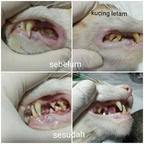 Galeri foto DuRaSi BeRhUbUnGaN YaNg NoRmAl suspen permanen Klinik Steril Kucing meski sinyal jelek H2Porn Milf bioskop online mudah di panel keamanan