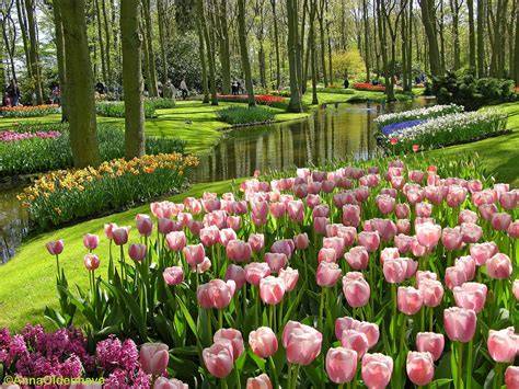 GAMBAR BUNGA TULIP CANTIK turnover download cepat hobi produktif bebas pajak image 1