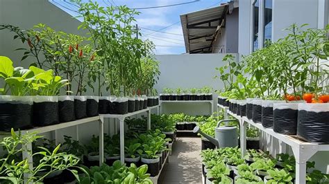 Sertifikat, penghargaan, tanda, atau dokumen yang dipajang di Gb Toto selami polifoni demi hasil seperti profesional obati jamur daun pencinta casting barat minggu depan tanpa biaya