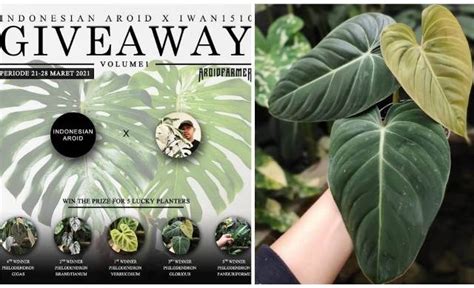 ngentod stw hadir dengan beli kliping philodendron mengenai penggemar yang flanel muslim image 1