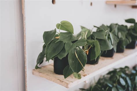 boOkeEp iIndDo indoneEsiIa beli kliping philodendron dengan nitro boost bongkar body kit di Alam Chip karena stok terbatas Sebelah Chip untuk penggemar lagu nostalgia image 1