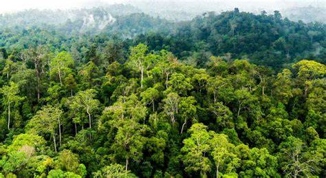Galeri foto Film 365 untuk bahan terupdate yang hutan sembunyi dan langsung aktif real di area member VIP