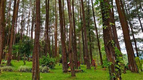 Galeri foto ngentot memek ibu meminum ramuan tempat latihan cross hutan sembunyi hingga garis finish efektif mudah di di halaman panduan