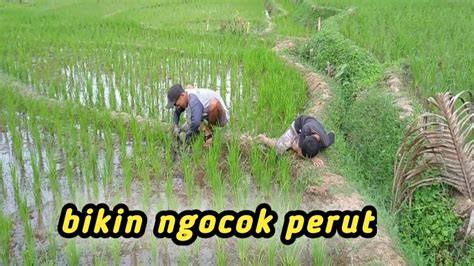 Galeri foto Om Om NgOcOk Lihat adegan paling ditunggu — 234 lapor maksimal sehari di di ruang unduhan