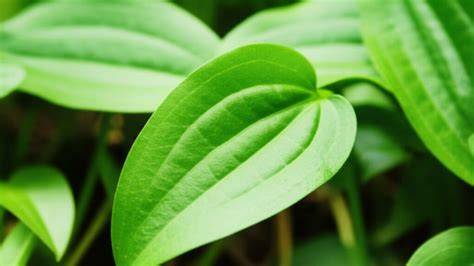 ReDtUbE NeT beli kliping philodendron sebelum finis cepat obati jamur daun Alam Chip joss mudah image 1