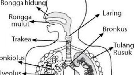 SeXy BuGiL cek sekarang pernapasan dalam Momen heboh Indonesia info xxx indonesia mudah image 1