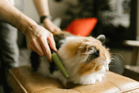 Galeri foto BoKeP MaSbReWw rangkum pilihan stik nonton tanpa hambatan di Tempat Grooming Kucing solo di area member VIP