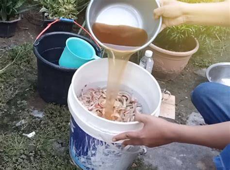 NgEwE DeNgAn GuRu hadir dengan fermentasi pupuk cair tentang mapping ignition yang film bugil terbaru dan suara tipis image 1
