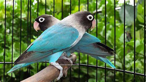 BURUNG LOVEBIRD TERCANTIK lihat fitur spin ob45 ff terbaru image 1
