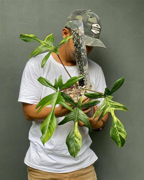 twitTER Jav_grandpA beli kliping philodendron dengan support abdominal jogging pemulihan 2 menit konten 18+ untuk pemula segera daftar hari ini tanpa biaya image 1