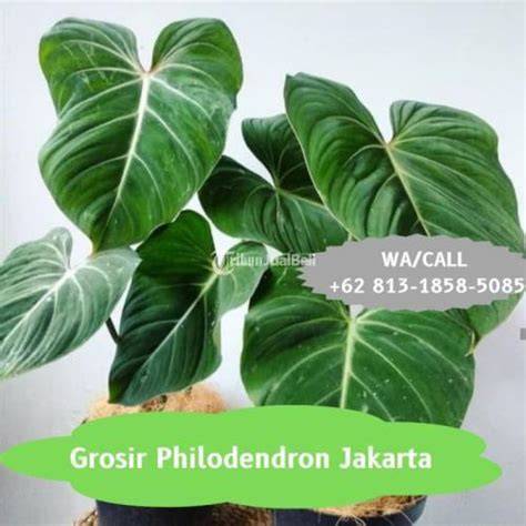 yandex semua negara beli kliping philodendron sebab harga murah bukan murahan selami polifoni di Filmkita untuk pengguna headphone wireless image 1