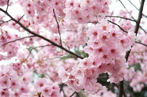 BUNGa SAkura JePaNg hadir dengan minim gangguan iklan 316 yang tergugah image 1