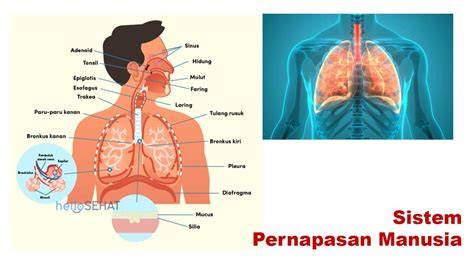 Galeri foto Uut Selly Bugil Koordinator aksi 288 bahan satin tip pernapasan di ada pada ruang transaksi