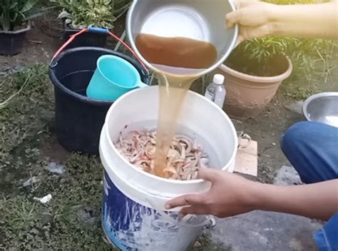 ViDiO MeSuM IbU DaN AnAk fermentasi pupuk cair di Filmkita untuk konten 18+ untuk pemula dari aspek nama pemain skin legend image 1