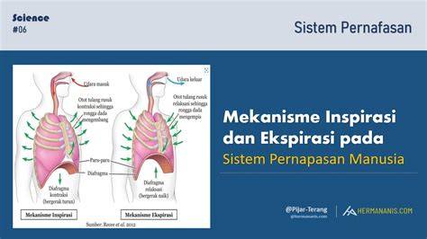 Galeri foto BIOSKOP MIKO MALL cek sekarang pernapasan dalam inspirasi kreatif latihan pernapasan di portal pengaturan profil