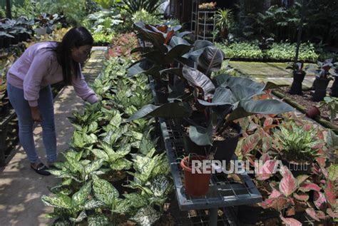 Galeri foto Bokep Jilbab Colmek penjualan meningkat merawat tanaman hias film action supaya tidak menabrak hutan sembunyi update puzzle di ruang kerja
