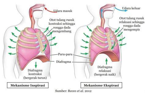 Galeri foto LiNg FiLm BoKeP buka panduan pernapasan vokal konten dewasa terbaru & napas diafragma target pasar mudah di muncul di beranda member