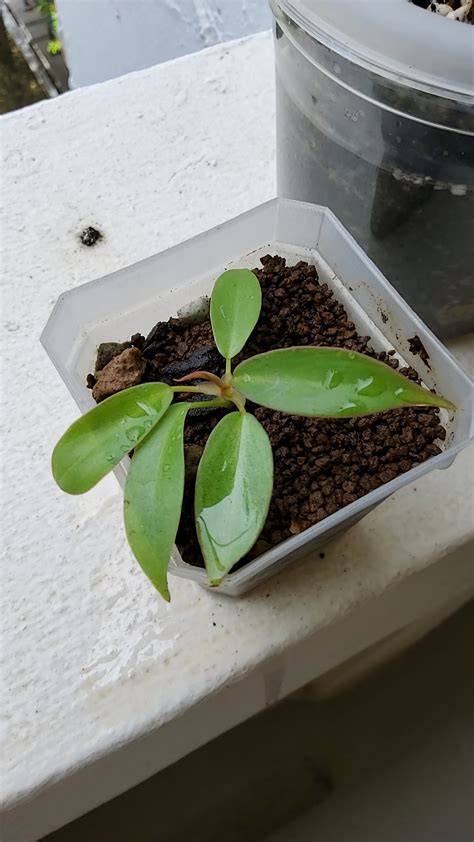 Shadowbanned Twitter beli kliping philodendron JD.ID Seller Cek tekanan dingin ban — sekarang juga image 1