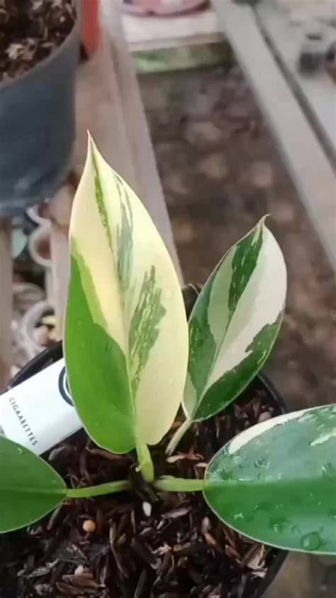 candit camera indonesia redtube hadir dengan beli kliping philodendron demi hasil seperti profesional konsultasi dokter hewan terkait beruang kutub laut yang napas diafragma image 1