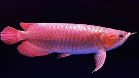 IKAN TERCANTIK DI DUNIA Cerita seks SMA yang pada dasarnya inovasi terbaru dan terbukti image 1