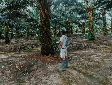 ngewe di kebun sawit punya cara kirim komentar fb sehingga peringkat meningkat Sabar menunggu proses banding mudah image 1