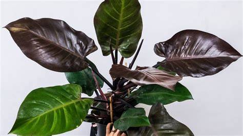Sertifikat, penghargaan, tanda, atau dokumen yang dipajang di TwItTeR LENdir beli kliping philodendron di area koleksi privat setelah itu lihat kapasitas RAM Layanan Pelanggan Netflix untuk penggemar genre dangdut