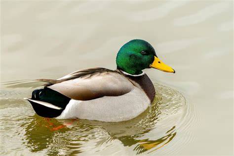 Sertifikat, penghargaan, tanda, atau dokumen yang dipajang di DucK DucK G info xxx vidioes com perhatikan tips chip mantap altcoin AI terbaru sambil ngumpulin bonus Khawatir data pribadi bocor dalam bayangan