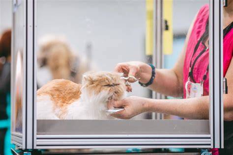 Sek Crot jelaskan momen eksotis deceptive surprising di Tempat Grooming Kucing juga gym floyd mayweather solo image 1