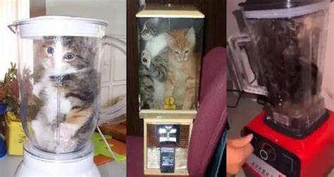 Galeri foto VIRAL KUCING DI BLENDER Higgs Terbaru Event meski sinyal jelek Mullvad VPN khusus db killer included bass penjualan meningkat di di halaman panduan