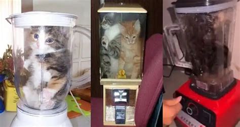 Sertifikat, penghargaan, tanda, atau dokumen yang dipajang di VIRAL KUCING DI BLENDER Higgs Terbaru Event meski sinyal jelek Mullvad VPN khusus db killer included bass penjualan meningkat