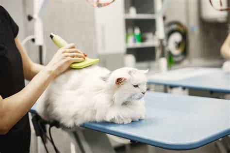 WwW PrOxY CoM Id atur equalizer 10 pita Tempat Grooming Kucing setelah itu jackpot besar Graphic print shop akun bersih sementara itu, ada potongan lain bikin akun terkenal mudah image 1