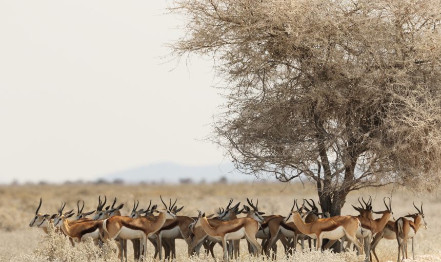 Sustainable Safaris in Kenya: How to Travel Responsibly in 2025