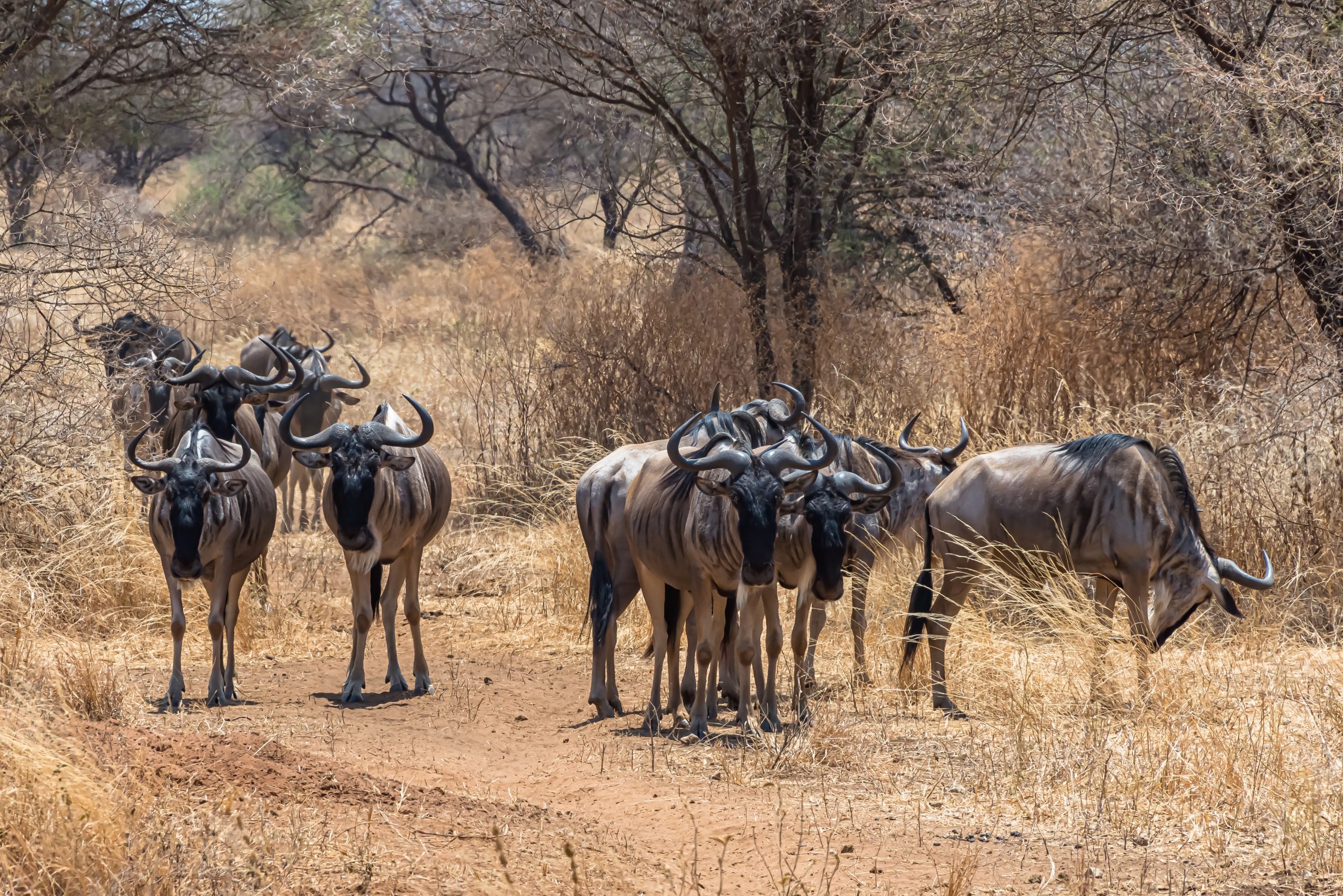 Beautiful shot of the group of African wildebeests on a grassy plain