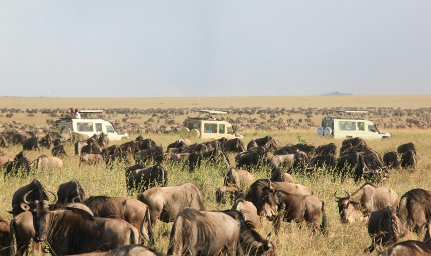 Safari & Beach Bliss: Crafting the Perfect Kenya Itinerary (2025 Guide)