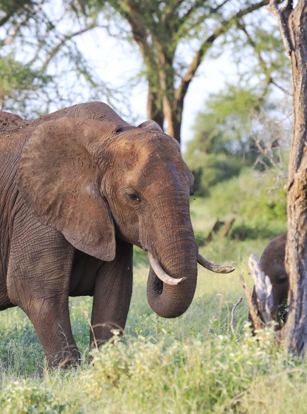 Elephants standing next to each other in Tsavo East National park, Kenya