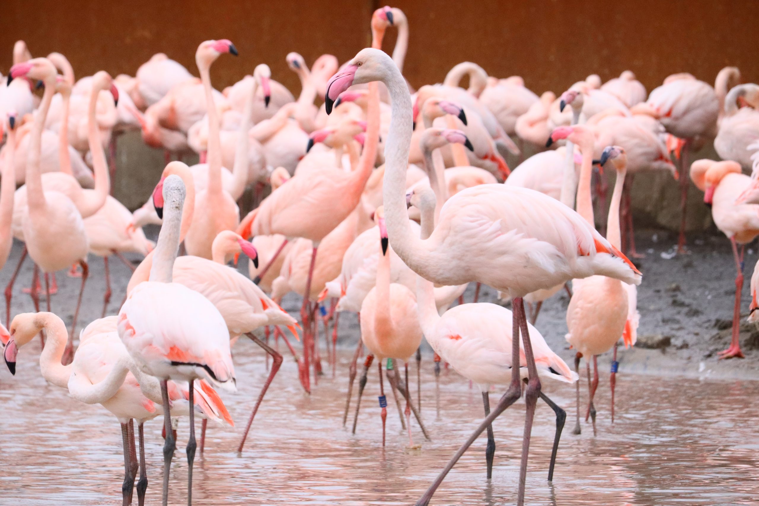 Beautiful shot of flamingos standing in the water