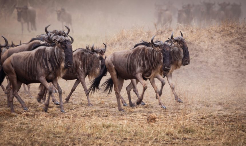 The Great Migration in Kenya: Timing, Hotspots & Insider Tips for 2025