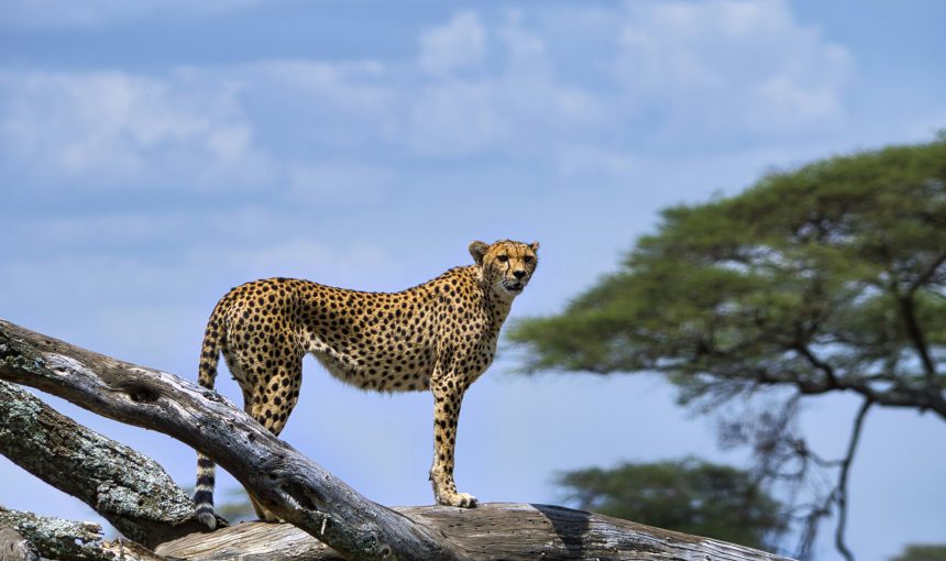 Beyond the Mara: Kenya’s Hidden Safari Gems for Off-the-Beaten-Path Adventures
